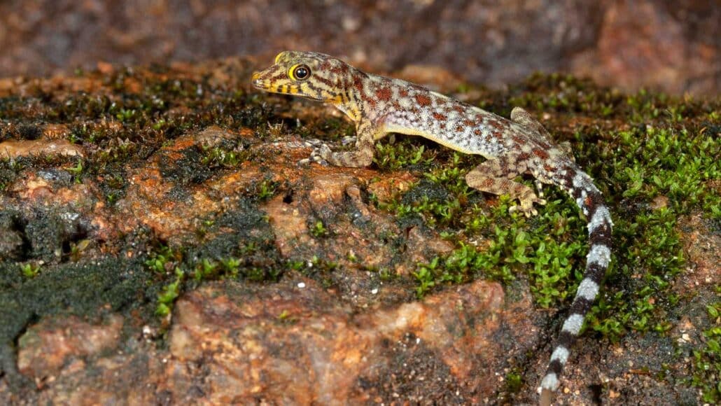 New Gecko Species Named After Hong Kong Movie Star Jackie Chan