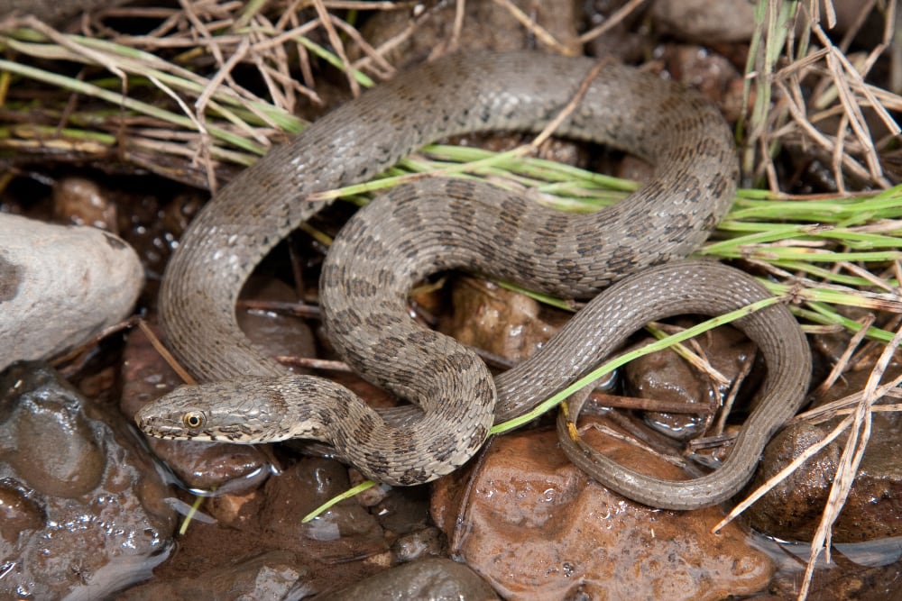 Narrow-Headed Garter Snake Gets 447 miles of Protected Stream Habitat