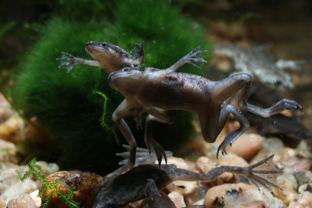 Pet Water Frogs