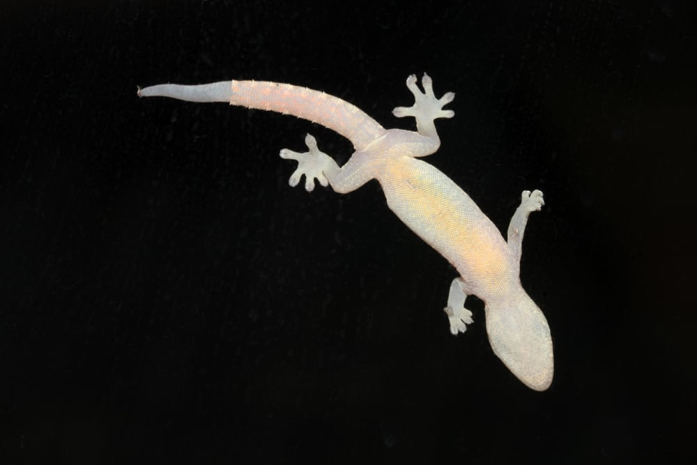 Researchers Regenerate Near Perfect Lizard Tails Using Stem Cells