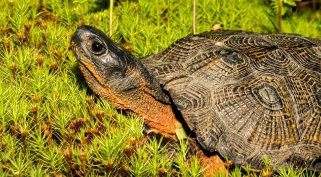 Turtles & Tortoises - Reptiles Magazine