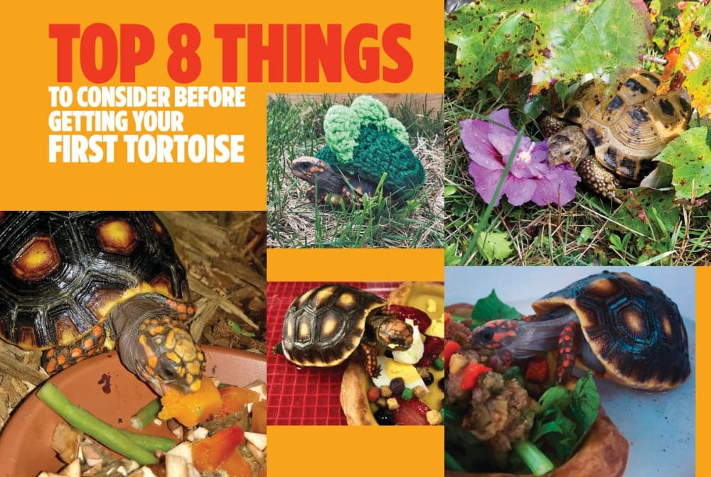 Want To Keep And Care For A Tortoise? Read These Tips