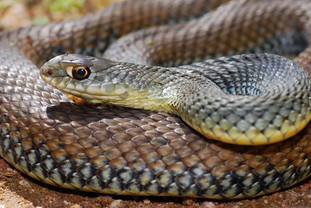 Researchers Document Male Montpellier Snakes Eating Females