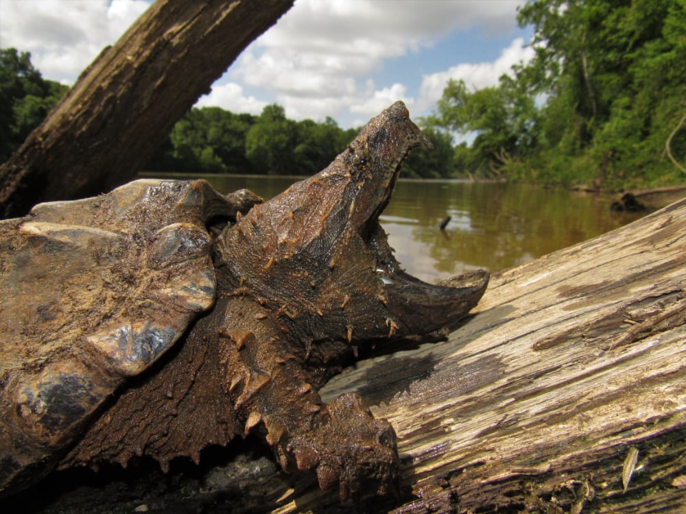 Endangered Species Act Protections Proposed For Alligator Snapping Turtle