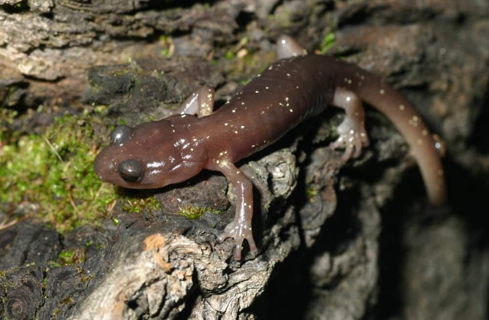 Chytrid Fungus Found In California Salamanders