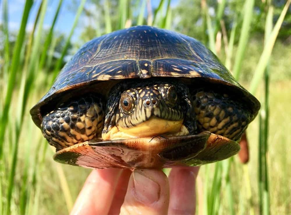 Blanding’s Turtle Recovery Efforts In Illinois Bolstered By $260,000 State Grant