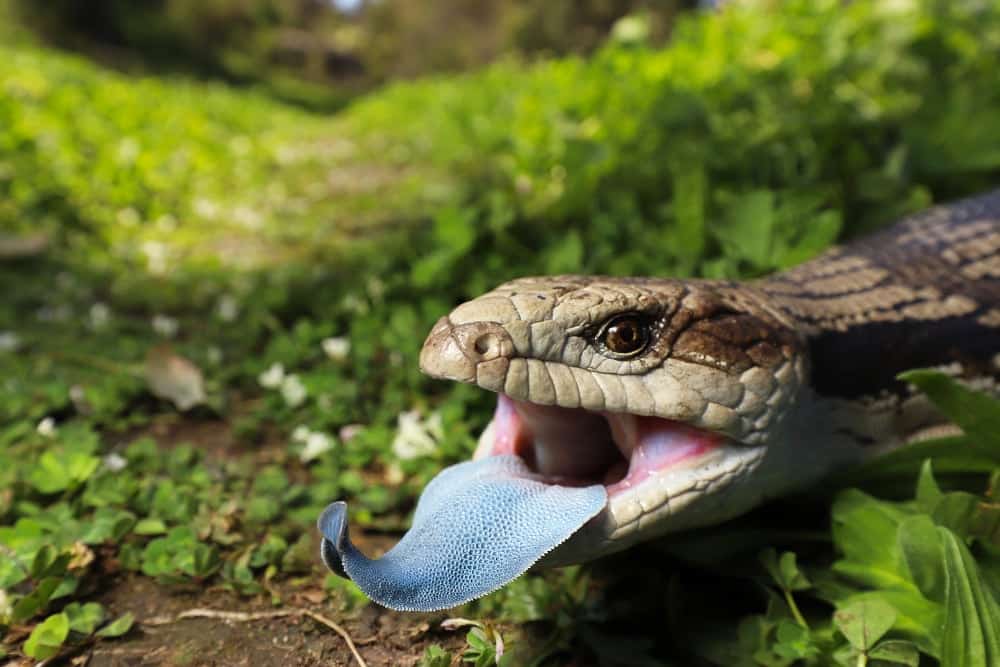 Two-headed Blue-tongued Skink Celebrates 2nd Birthday In Australia