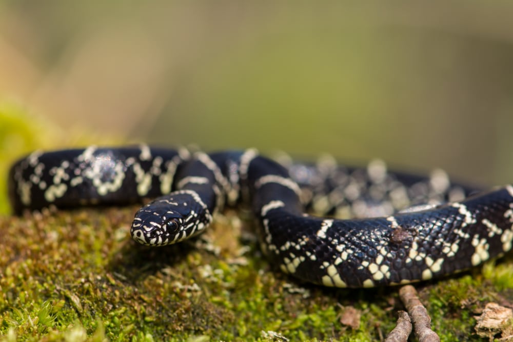 Video: Eastern Kingsnake Eats Timber Rattlesnake In Georgia