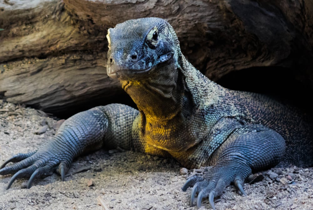 Komodo Dragon Reclassified As Endangered Species