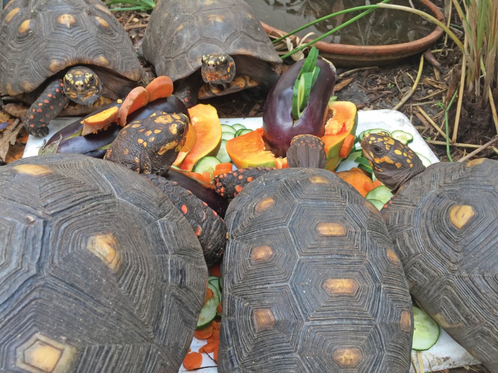 Red-Footed Tortoise Care And Breeding Information