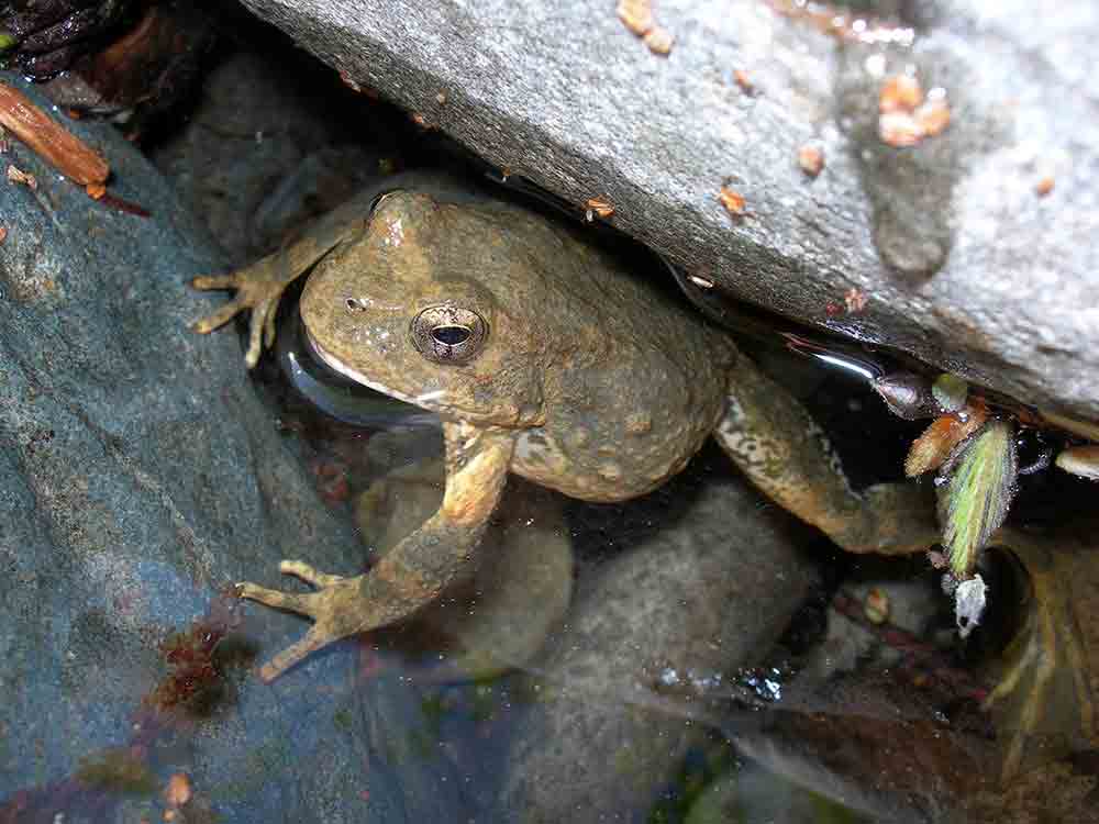 USFWS Proposes Protections For Several Foothill Yellow-legged Frog Populations