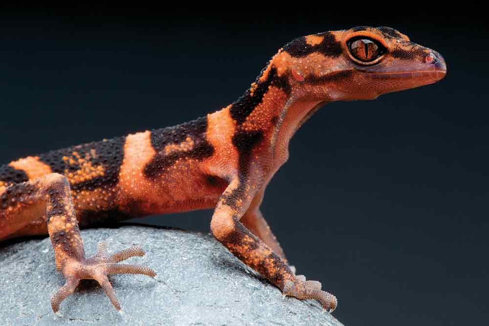 Keeping And Breeding Goniurosaurus Cave Geckos