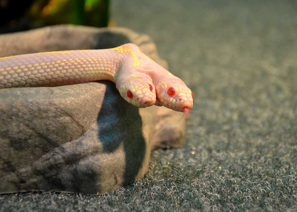 Invasive California Kingsnake Decimates Native Reptiles On Gran Canaria Island