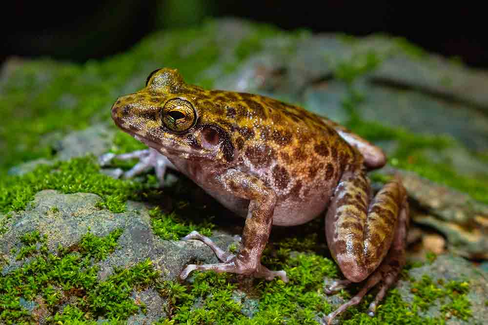National Geographic Society Awards Grant To Conserve Gigantes Island Frog
