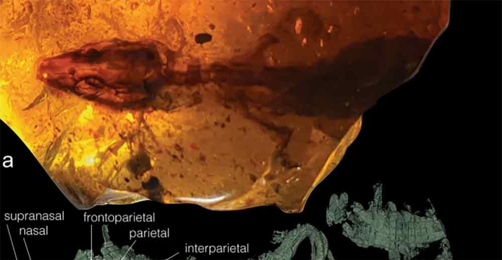 Researchers Discover Ancient Myanmar Lizard Species Encased In Amber
