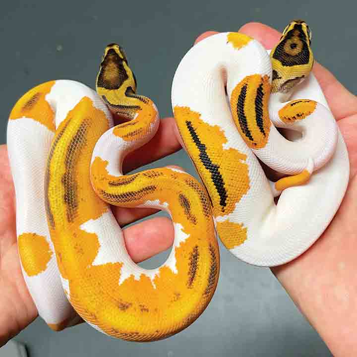 Yellow Belly Enchi Pied ball python