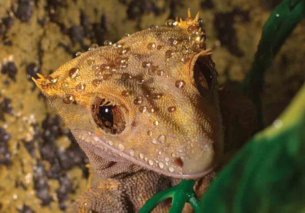 5 Great Pet Lizards For Reptile Keepers - Reptiles Magazine