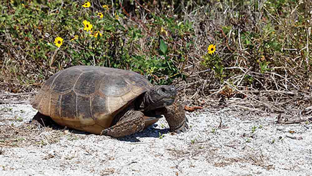 Gopher Tortoises In Eastern Part Of Range Not Qualified For ESA Listing
