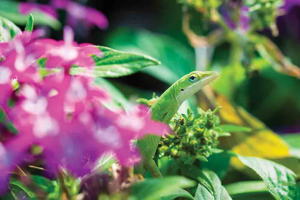 Green Anole Found In Student’s Salad Becomes Class Mascot
