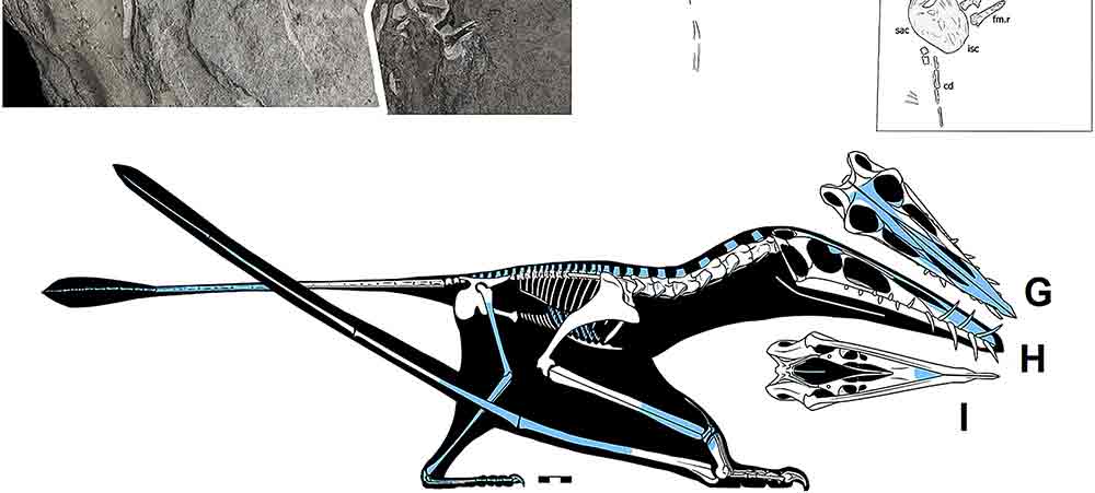 Researchers Find New Jurassic Pterosaur Species Dubbed Largest Of Its Kind
