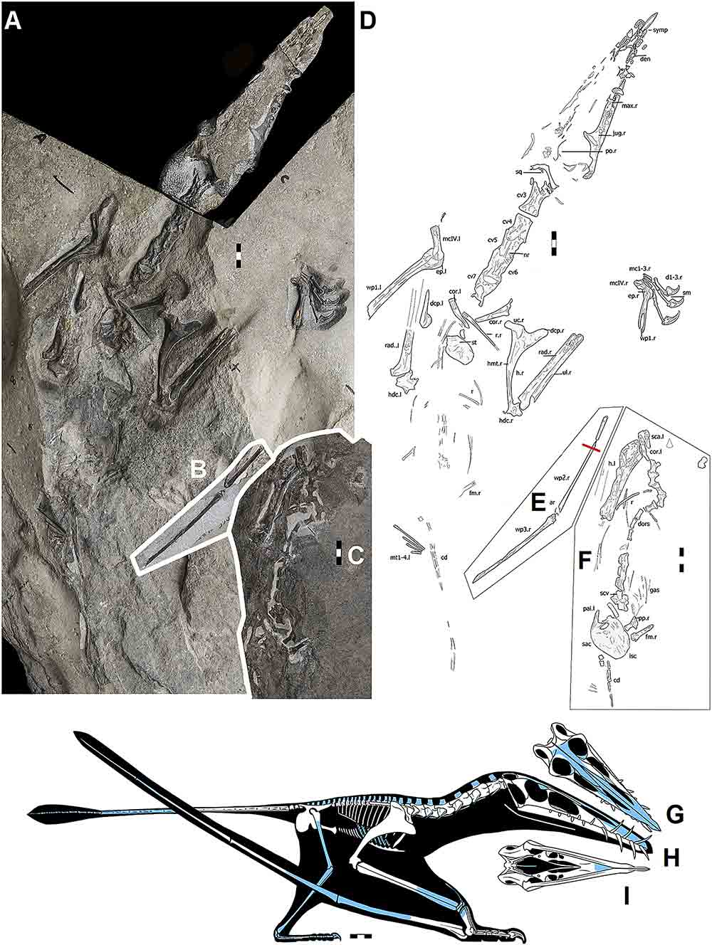 World's biggest Jurassic-era pterodactyl discovered on Isle of Skye