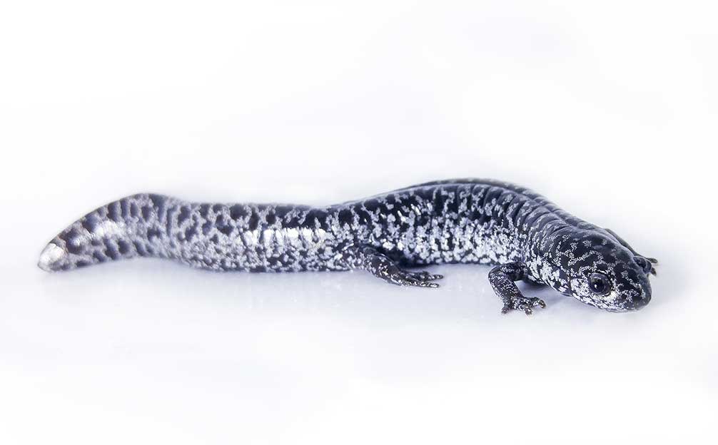 Frosted Flatwoods Salamander Bred In Captivity For First Time