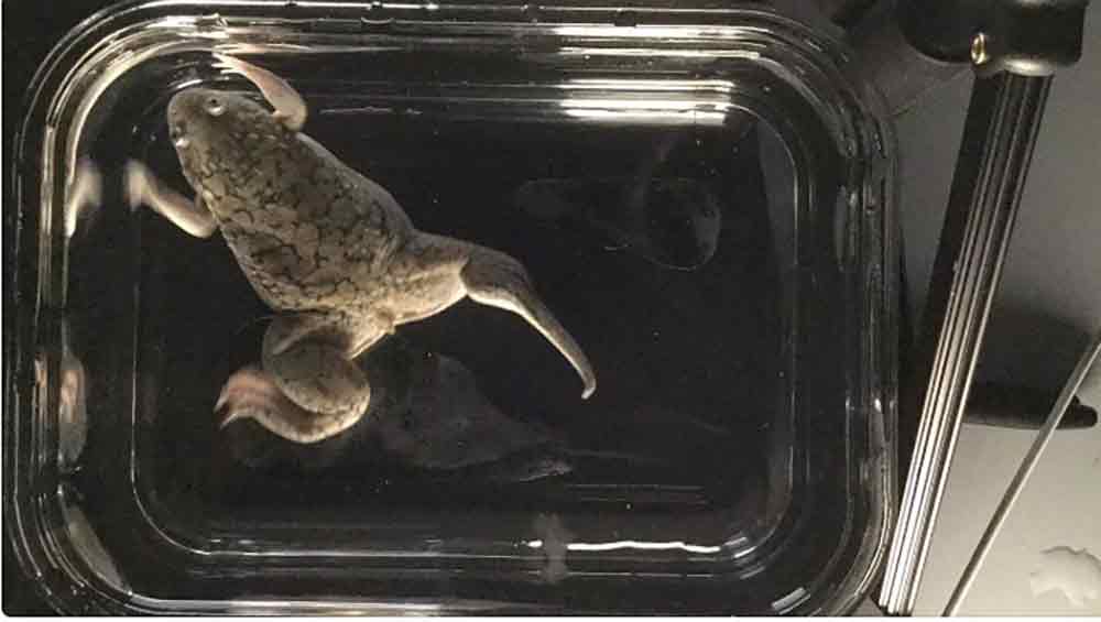 African Clawed Frogs Regenerate Hind Limbs With Drug Therapies