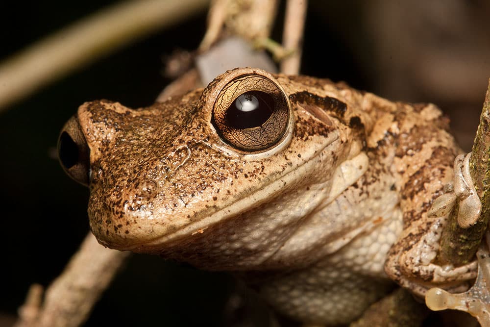 Cuban Treefrogs In Florida Carry Rat Lungworm Disease
