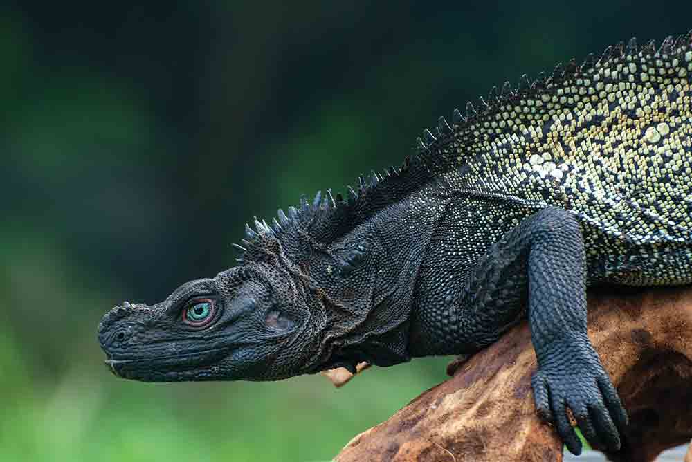 webers sailfin dragon