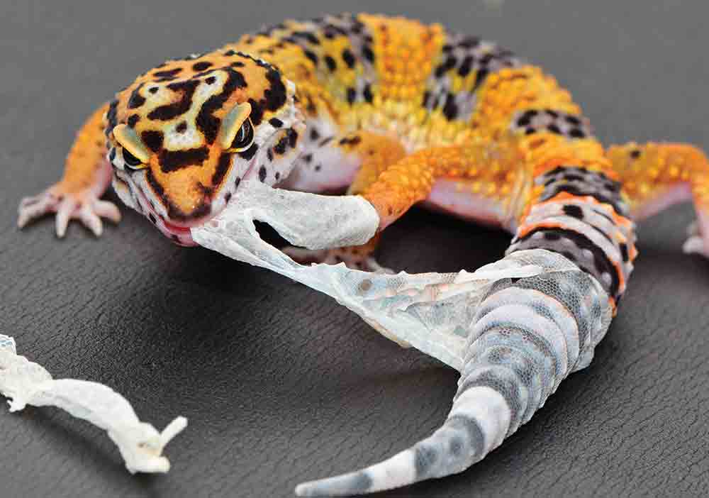 Leopard Gecko Care Sheet Reptiles Magazine