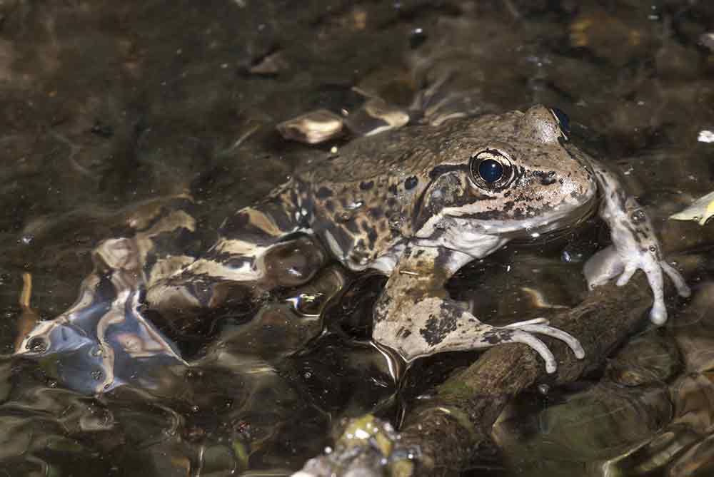 Chytrid Fungus More Prevalent In Baja CA Red-Legged Frogs Than In Southern CA Frogs