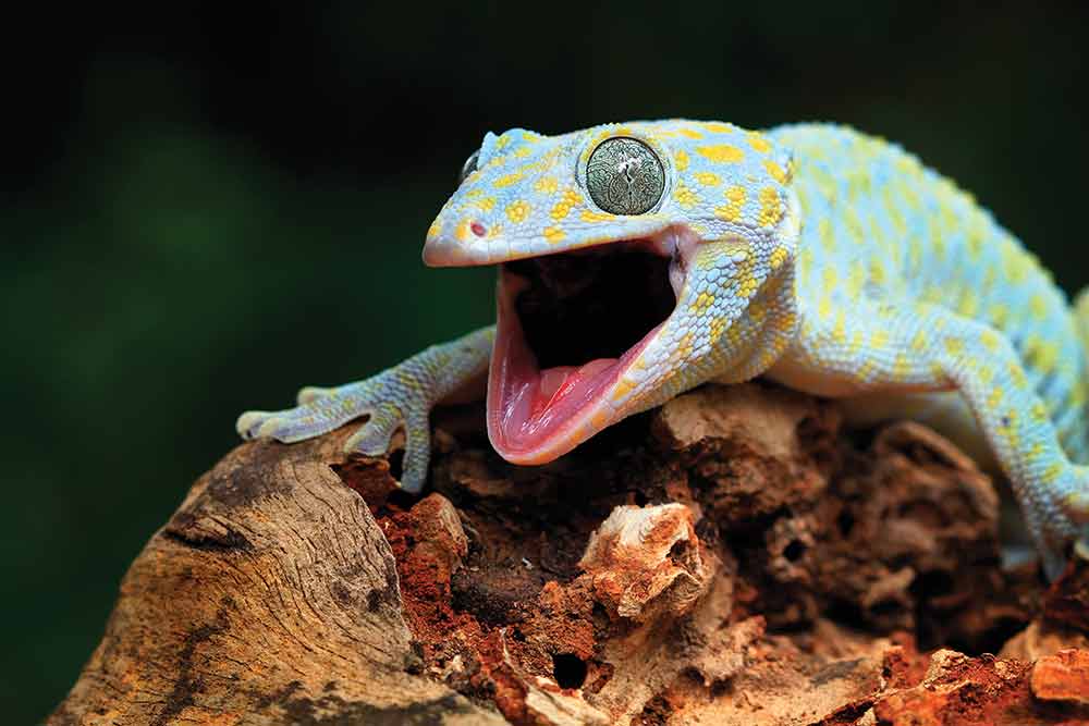 8 Of The Most Popular Geckos For Reptile Keepers