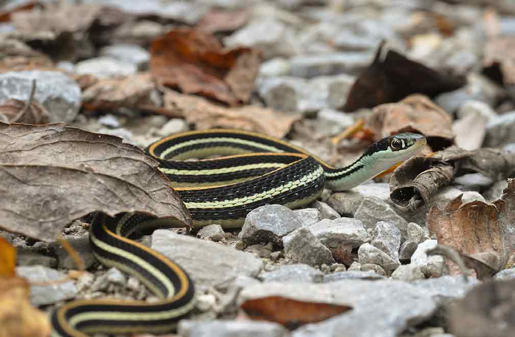 Shawnee National Forest’s Snake Road To Close In Illinois September 1