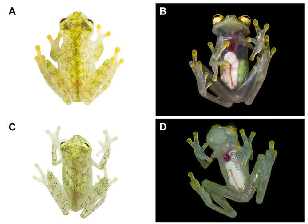 Two New Glass Frog Species Discovered In Ecuadorian Andes
