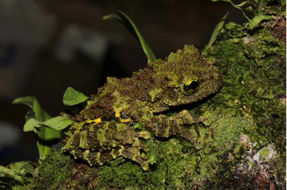 New Mossy Frog Species Discovered in Vietnam