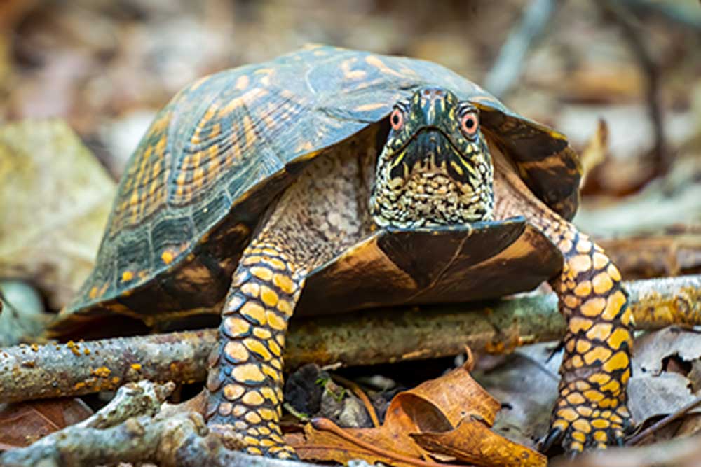 Eastern Box Turtle May Be Listed As Threatened By Michigan DNR