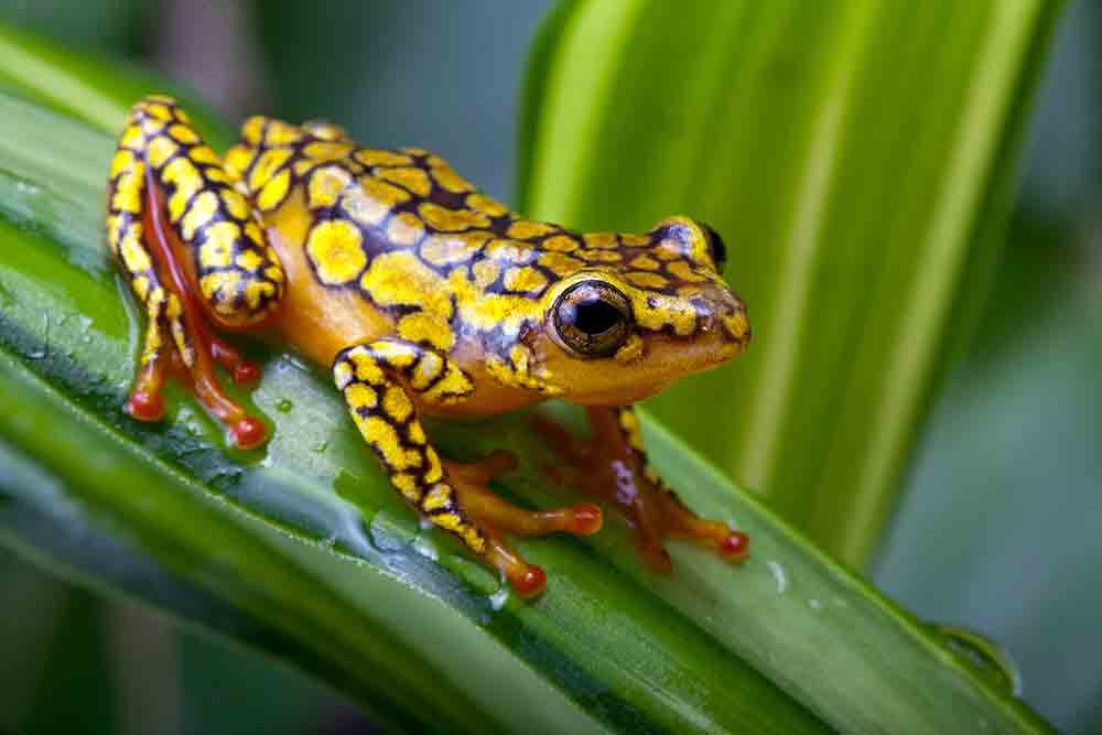 Most Poison Frogs In Herp Keeping Are Captive-Bred, Study Says