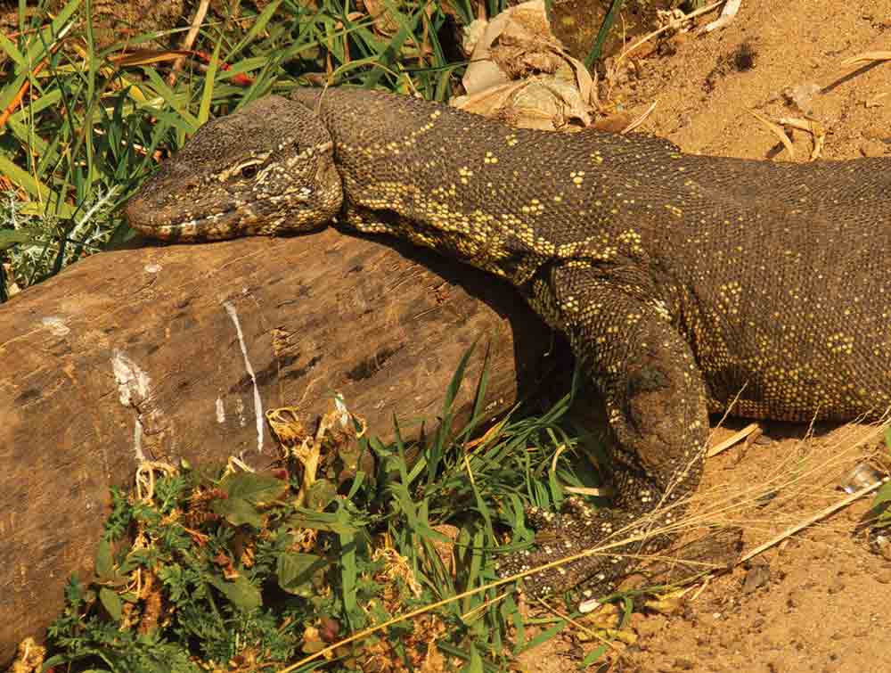Nile Monitor Conservation Efforts In South Africa