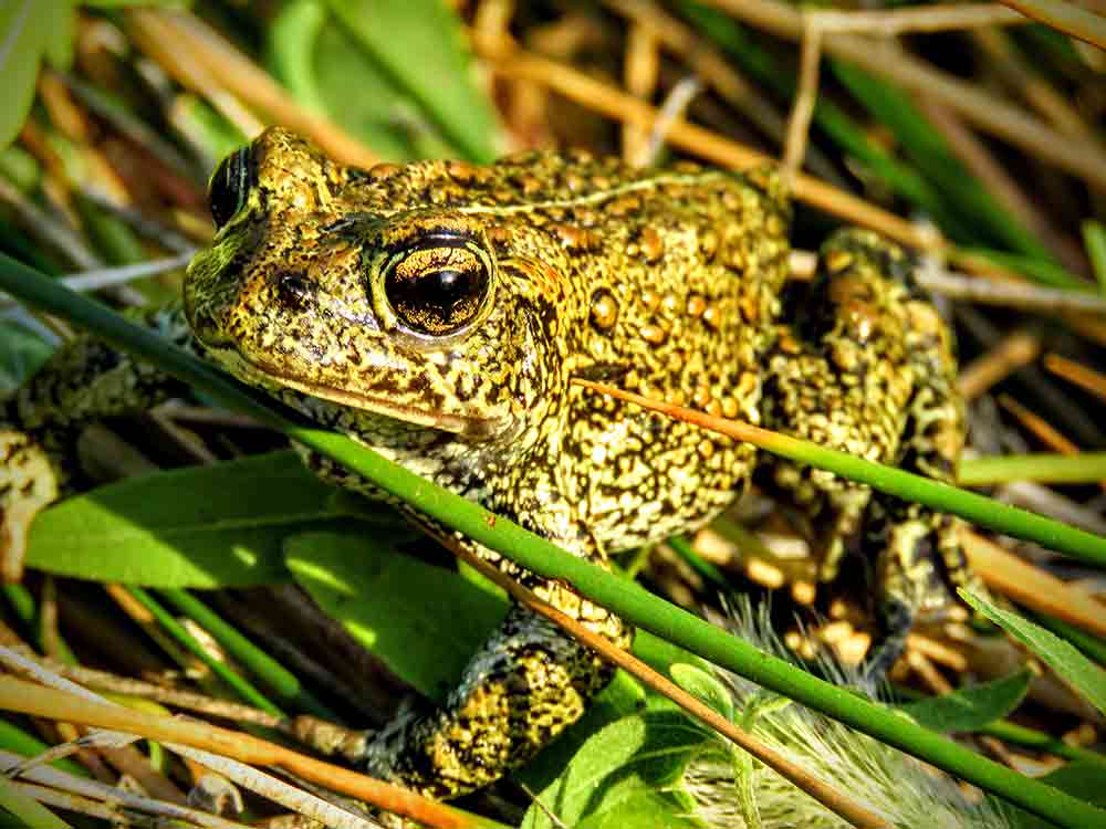 Dixie Valley Toad Emergency Listed As Endangered By USFWS