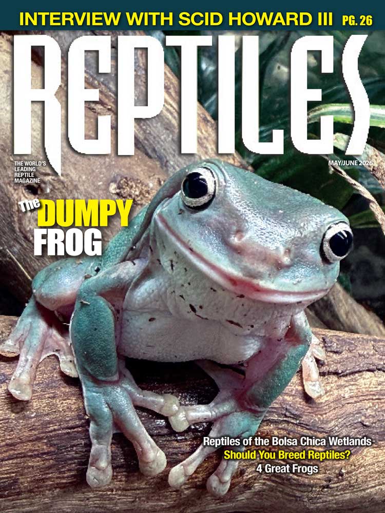 Dumpy frog