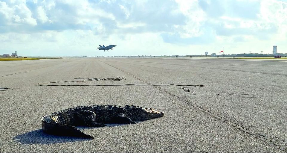 Crocodile Put On No Fly List At Navy Air Station Key West
