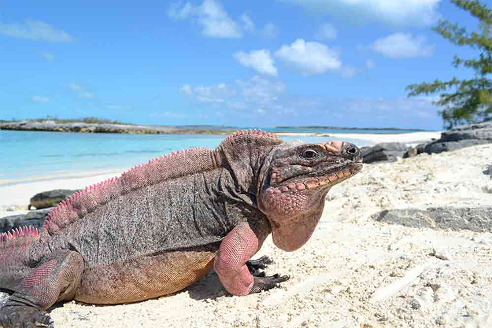 Endangered Bahamian Rock Iguanas Getting High Blood Sugar From Ecotourists