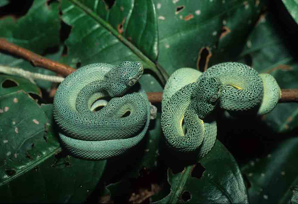Interview With Herpetologist and Author Dick Bartlett