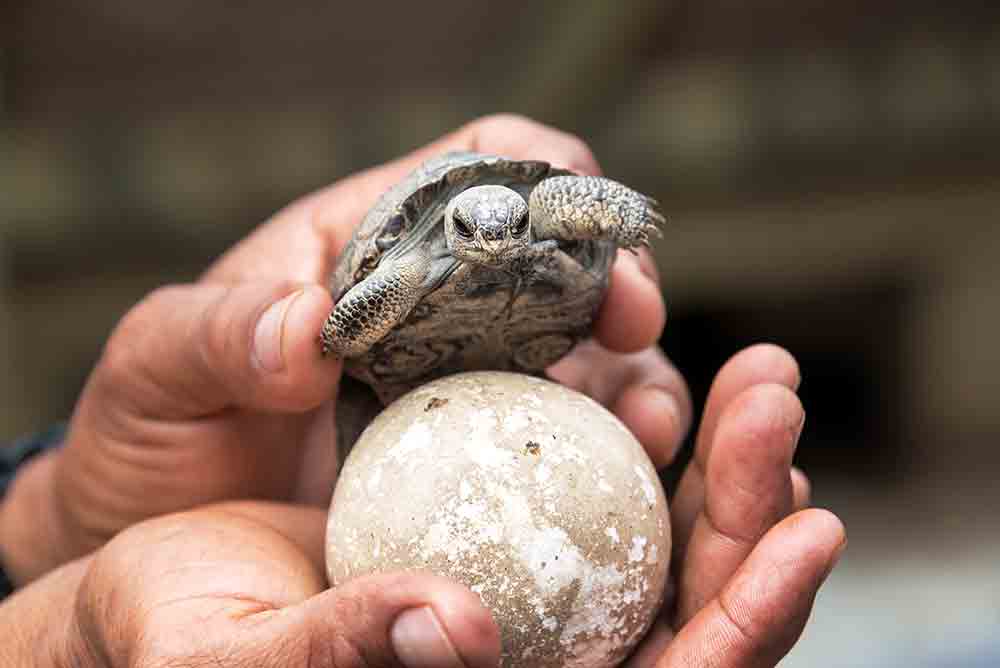Two Galapagos Tortoises Hatch At The UK’s Crocodiles Of The World
