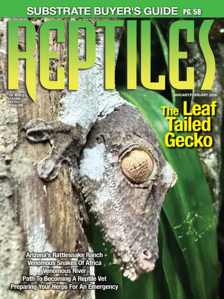 An In-Depth Look At UV Light And Its Proper Use With Reptiles ...