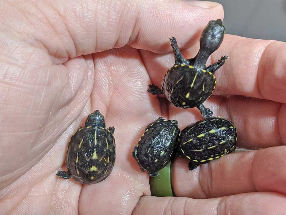 Striped Mud Turtle Care And Breeding