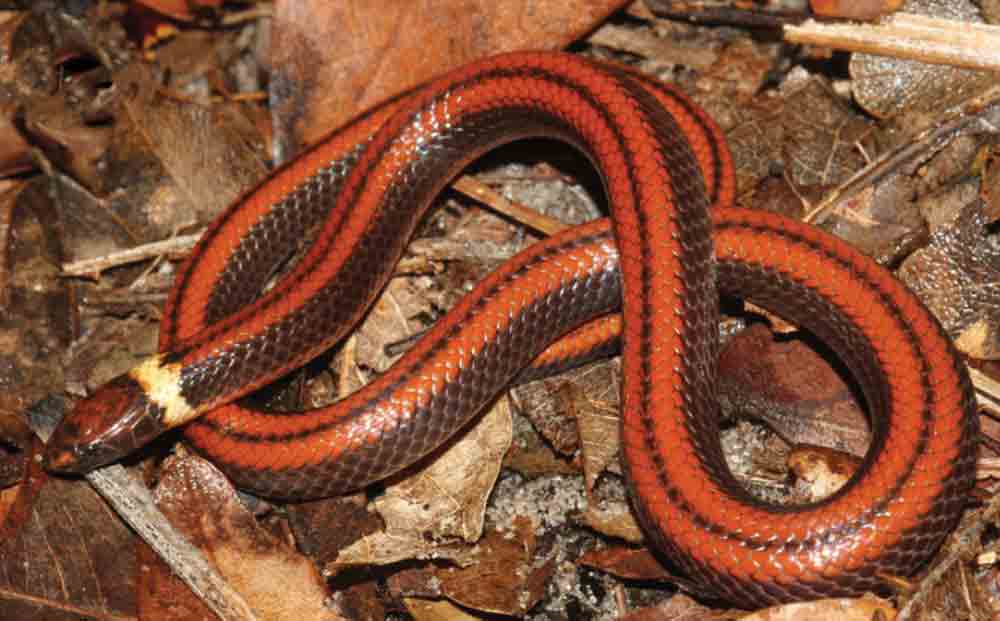 New Paraguayan Colubrid Snake Species Discovered And Described