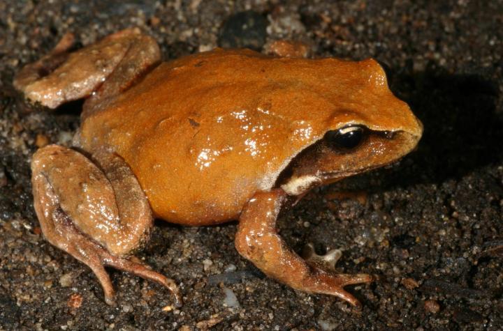 New Mountain Frog Species From Australia Discovered And Described