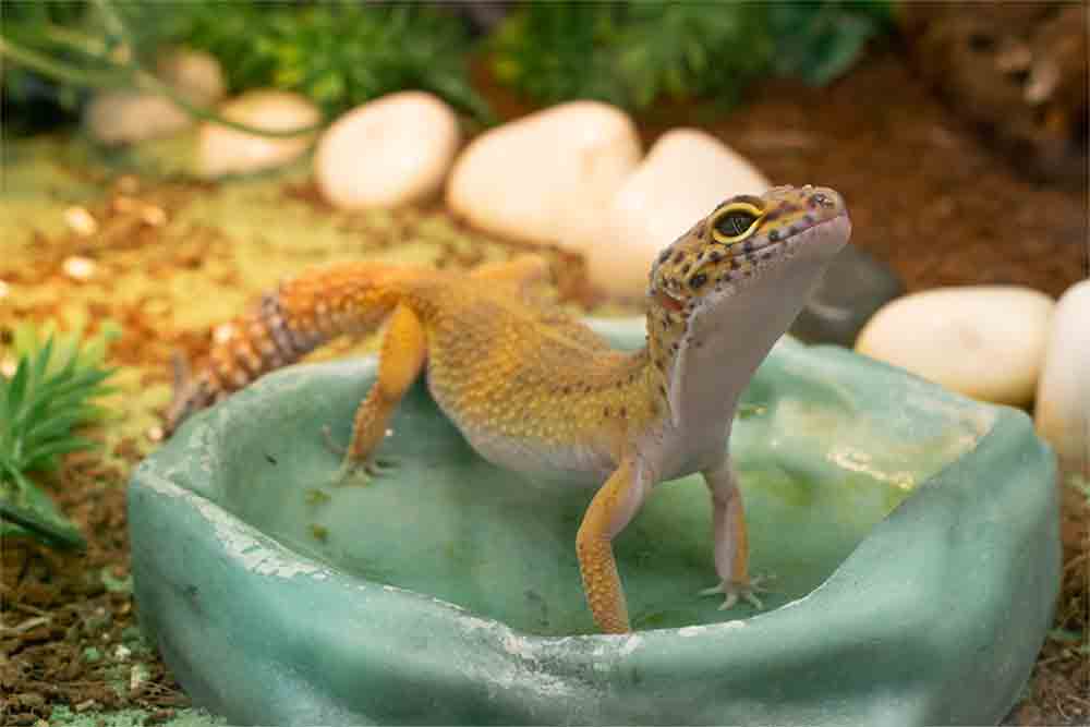 4 Care Tips to Help Your Gecko Thrive - Reptiles Magazine