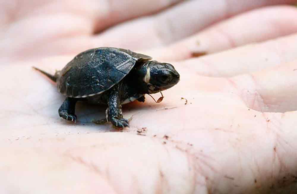 Zoo Atlanta Hatches Critically Endangered Bog Turtle